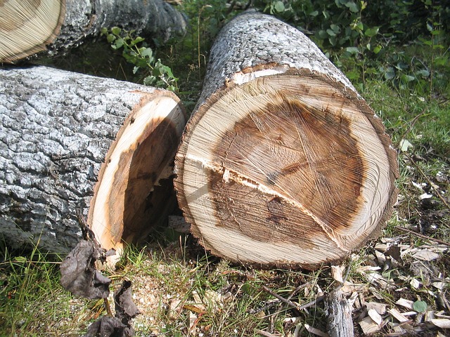 Miljøvenlige metoder til træfældning
